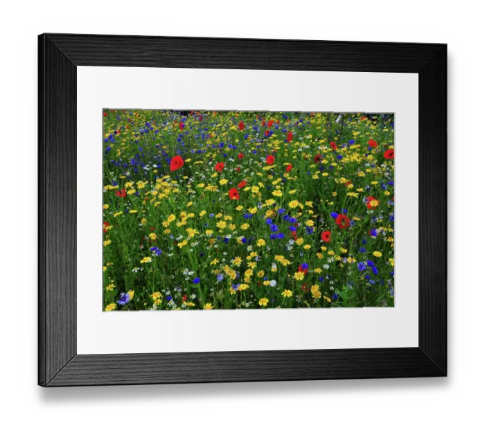 Framed Print : Poppies (Papaver rhoeas), Corn marigolds (Glebionis segetum) and Cornflowers (Centaurea cyanus) flowering in cultivated wild flower meadow, near Wareham, Dorset, UK. July Framed Print : Poppies (Papaver rhoeas), Corn marigolds (Glebionis segetum) and Cornflowers (Centaurea cyanus) flowering in cultivated wild flower meadow, near Wareham, Dorset, UK. July