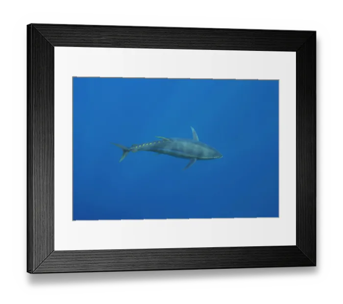 Framed Print : Yellowfin tuna (Thunnus albacares) swimming through open water, Guadalupe Island, Mexico, Pacific Ocean Framed Print : Yellowfin tuna (Thunnus albacares) swimming through open water, Guadalupe Island, Mexico, Pacific Ocean