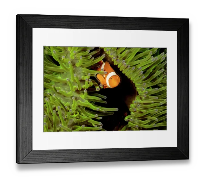 Framed Print : Clown anemonefish (Amphiprion percula) hiding in Magnificent sea anemone (Heteractis magnifica), Philippines, Pacific Ocean Framed Print : Clown anemonefish (Amphiprion percula) hiding in Magnificent sea anemone (Heteractis magnifica), Philippines, Pacific Ocean