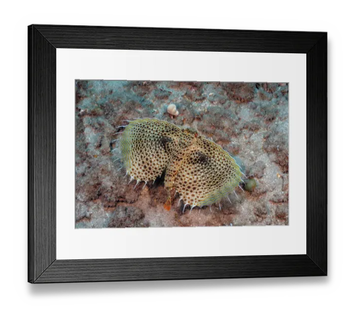 Framed Print : Oriental flying gurnard (Dactylopterus orientalis) swimming along seabed, Hawaii, Pacific Ocean Framed Print : Oriental flying gurnard (Dactylopterus orientalis) swimming along seabed, Hawaii, Pacific Ocean