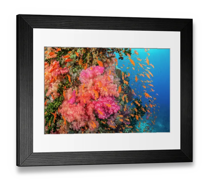 Framed Print : Scalefin anthias (Pseudanthias squamipinnis) shoaling around Alcyonarian soft coral (Alcyonacea sp.), Fiji, Pacific Ocean Framed Print : Scalefin anthias (Pseudanthias squamipinnis) shoaling around Alcyonarian soft coral (Alcyonacea sp.), Fiji, Pacific Ocean