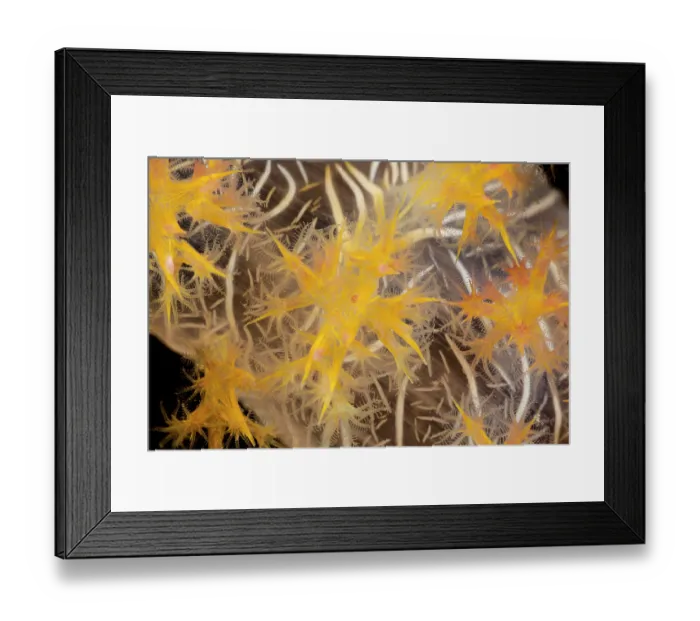 Framed Print : Alcyonarian soft coral (Dendroephthya sp.) polyps feeding, Fiji, Pacific Ocean Framed Print : Alcyonarian soft coral (Dendroephthya sp.) polyps feeding, Fiji, Pacific Ocean