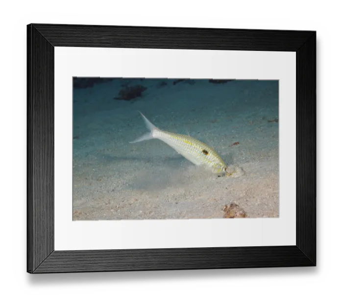 Framed Print : Yellowstripe goatfish (Mulloidichthys flavolineatus) digging through sand on seabed to catch prey sensed with barbels, Hawaii, Pacific Ocean Framed Print : Yellowstripe goatfish (Mulloidichthys flavolineatus) digging through sand on seabed to catch prey sensed with barbels, Hawaii, Pacific Ocean