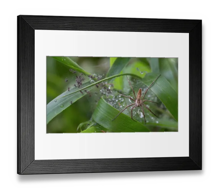 Framed Print : RF - Nursery web spider (Pisaura mirabilis) on web guarding spiderlings, Brasschaat, Belgium. August. (This image may be licensed either as rights managed or royalty free) Framed Print : RF - Nursery web spider (Pisaura mirabilis) on web guarding spiderlings, Brasschaat, Belgium. August. (This image may be licensed either as rights managed or royalty free)