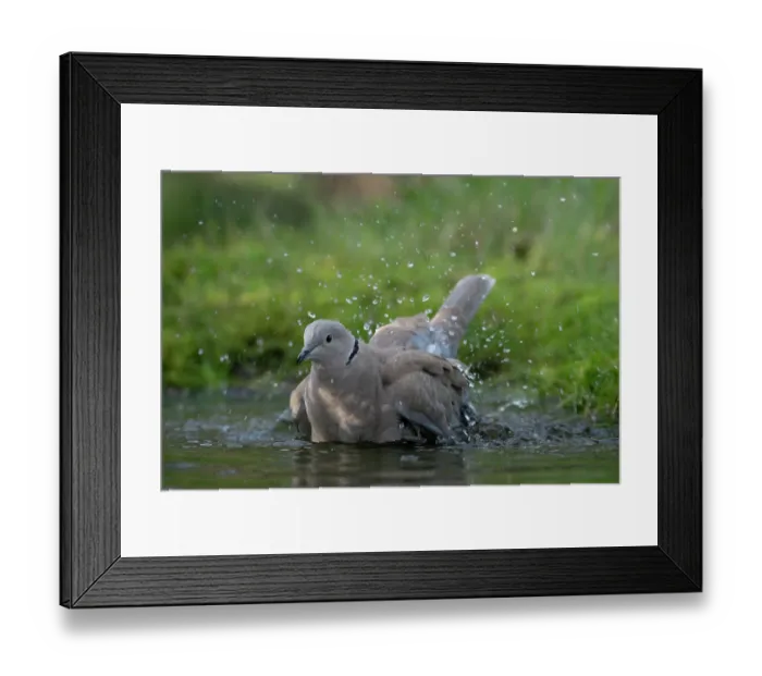 Framed Print : RF - Collared dove (Streptopelia decaocto) bathing, Brasschaat, Belgium. January. (This image may be licensed either as rights managed or royalty free) Framed Print : RF - Collared dove (Streptopelia decaocto) bathing, Brasschaat, Belgium. January. (This image may be licensed either as rights managed or royalty free)