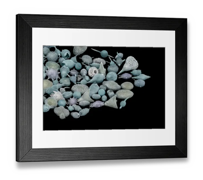 Framed Print : Assorted radiolaria, false-coloured scanning electron micrograph. The intricate mineral skeleton of a radiolarian is usually made of silica Framed Print : Assorted radiolaria, false-coloured scanning electron micrograph. The intricate mineral skeleton of a radiolarian is usually made of silica