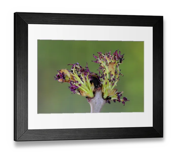 Framed Print : Ash (Fraxinus excelsior) blossom breaking in spring, Dorset, UK. April Framed Print : Ash (Fraxinus excelsior) blossom breaking in spring, Dorset, UK. April