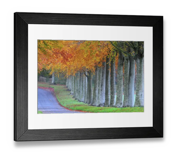 Framed Print : Beech (Fagus sylvatica) avenue in autumn on approach to Moor Crichel, Dorset, UK. November, 2022 Framed Print : Beech (Fagus sylvatica) avenue in autumn on approach to Moor Crichel, Dorset, UK. November, 2022