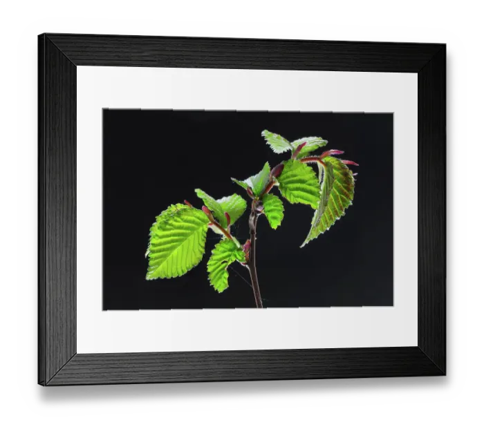 Framed Print : English elm (Ulmus procera) foliage on black background, studio shot, Dorset, UK. May Framed Print : English elm (Ulmus procera) foliage on black background, studio shot, Dorset, UK. May