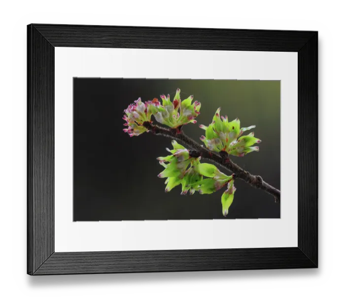 Framed Print : Wych elm (Ulmus glabra) blossom, studio shot, Dorset, UK. April Framed Print : Wych elm (Ulmus glabra) blossom, studio shot, Dorset, UK. April