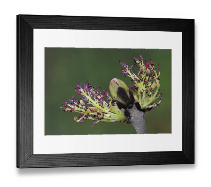 Framed Print : RF - Ash (Fraxinus excelsior) blossom breaking in spring, Dorset, UK. April. (This image may be licensed either as rights managed or royalty free.)