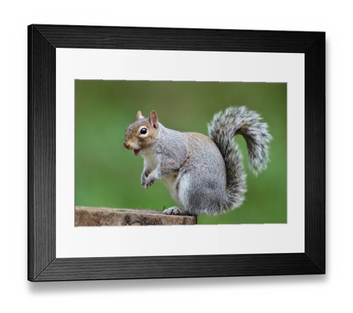 Framed Print : RF - Grey squirrel (Sciurus carolinensis) sitting on tree stump, Dorset, UK. April. Controlled conditions. (This image may be licensed either as rights managed or royalty free.) Framed Print : RF - Grey squirrel (Sciurus carolinensis) sitting on tree stump, Dorset, UK. April. Controlled conditions. (This image may be licensed either as rights managed or royalty free.)