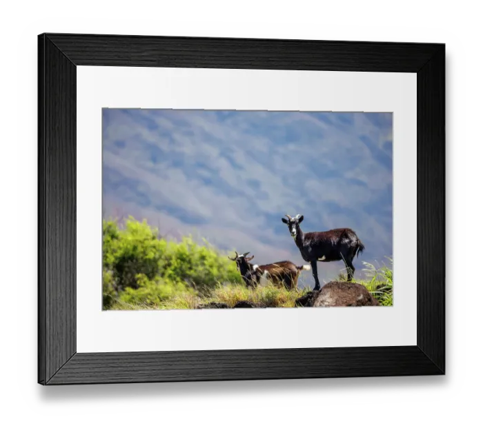 Framed Print : Feral goats (Capra hircus) standing on boulders in lava field, Haleakala, Maui, Hawaii, USA Framed Print : Feral goats (Capra hircus) standing on boulders in lava field, Haleakala, Maui, Hawaii, USA