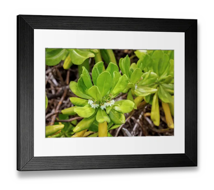 Framed Print : Naupaka kahakai (Scaevola taccada) in flower, Hawaii. In Hawaiian legends, Naupaka are a symbol of lovers torn apart and never reunited Framed Print : Naupaka kahakai (Scaevola taccada) in flower, Hawaii. In Hawaiian legends, Naupaka are a symbol of lovers torn apart and never reunited