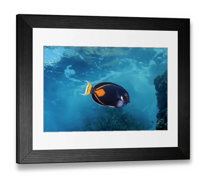 Framed Print : Achilles tang (Acanthurus achilles) swimming through shallow surge zone of reef, Hawaii, Pacific Ocean Framed Print : Achilles tang (Acanthurus achilles) swimming through shallow surge zone of reef, Hawaii, Pacific Ocean