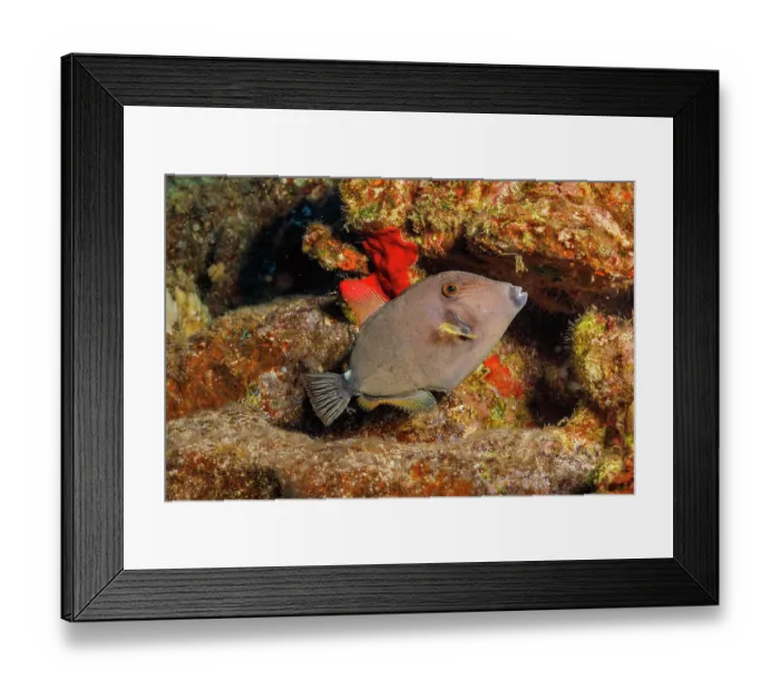 Framed Print : Squaretail filefish (Cantherhines sandwichiensis) swimming through reef, Hawaii, Pacific Ocean Framed Print : Squaretail filefish (Cantherhines sandwichiensis) swimming through reef, Hawaii, Pacific Ocean