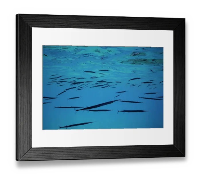 Framed Print : Acute halfbeak (Hyporhamphus acutus) shoal swimming beneath ocean surface near coast, Hawaii, Pacific Ocean Framed Print : Acute halfbeak (Hyporhamphus acutus) shoal swimming beneath ocean surface near coast, Hawaii, Pacific Ocean