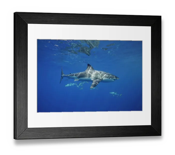 Framed Print : Great white shark (Carcharodon carcharias) swimming below water's surface as California yellowtail (Seriola lalandi dorsalis) shoal swims behind, Guadalupe Island, Mexico Framed Print : Great white shark (Carcharodon carcharias) swimming below water's surface as California yellowtail (Seriola lalandi dorsalis) shoal swims behind, Guadalupe Island, Mexico