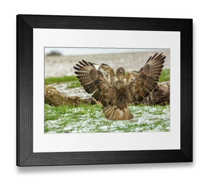 Framed Print : RF - Two Buzzards (Buteo buteo) fighting over food, Marlborough Downs, Wiltshire, UK. December. (This image may be licensed either as rights managed or royalty free.) Framed Print : RF - Two Buzzards (Buteo buteo) fighting over food, Marlborough Downs, Wiltshire, UK. December. (This image may be licensed either as rights managed or royalty free.)