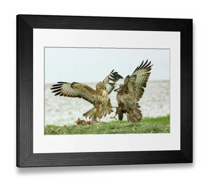 Framed Print : Two Buzzards (Buteo buteo) fighting over food, Marlborough Downs, Wiltshire, UK. December Framed Print : Two Buzzards (Buteo buteo) fighting over food, Marlborough Downs, Wiltshire, UK. December