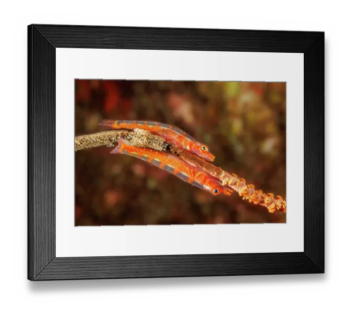 Framed Print : Gorgonian gobies (Bryaninops amplus) pair, resting next to their eggs on Wire coral (Cirrhipathes sp.), Hawaii, Pacific Ocean Framed Print : Gorgonian gobies (Bryaninops amplus) pair, resting next to their eggs on Wire coral (Cirrhipathes sp.), Hawaii, Pacific Ocean
