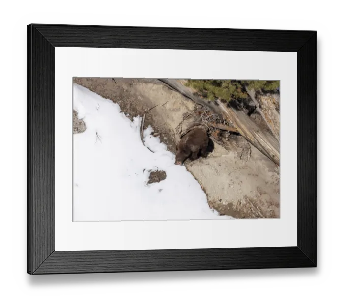 Framed Print : Black bear (Ursus americanus) cub emerging from its winter den to grab a bite of snow for moisture, Yellowstone National Park, Wyoming, USA, February Framed Print : Black bear (Ursus americanus) cub emerging from its winter den to grab a bite of snow for moisture, Yellowstone National Park, Wyoming, USA, February