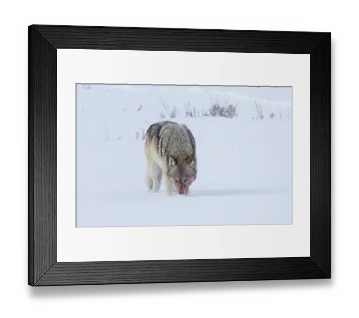 Framed Print : Grey wolf (Canis lupus) standing in snow and smelling ground with blood on face from recent feed, Yellowstone National Park, Wyoming, USA, January Framed Print : Grey wolf (Canis lupus) standing in snow and smelling ground with blood on face from recent feed, Yellowstone National Park, Wyoming, USA, January