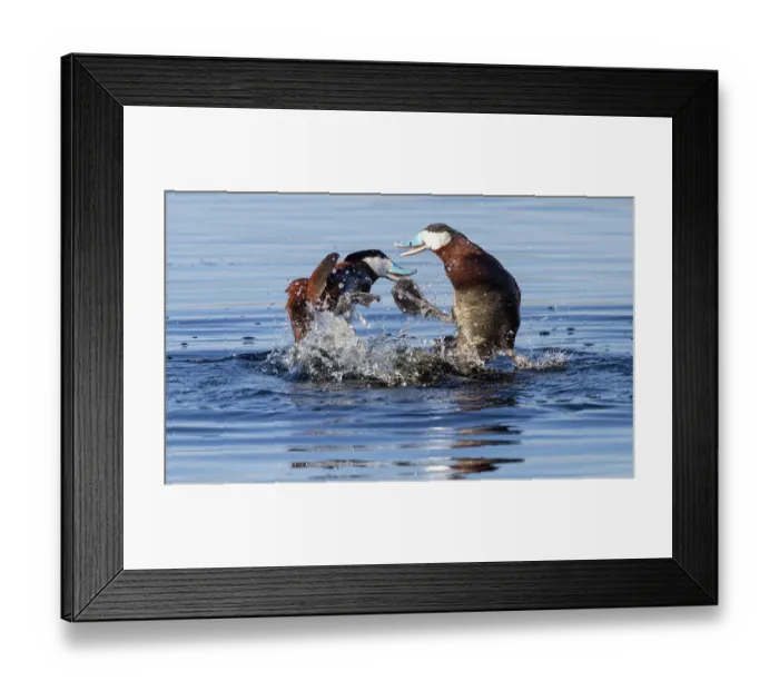 Framed Print : Ruddy duck (Oxyura jamaicensis) drakes fight over female during breeding season, Colorado, USA, July Framed Print : Ruddy duck (Oxyura jamaicensis) drakes fight over female during breeding season, Colorado, USA, July