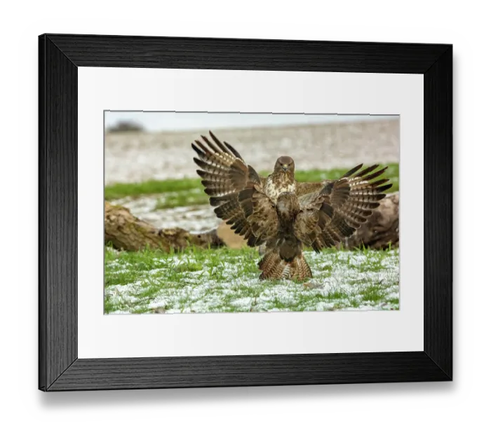 Framed Print : RF - Two Buzzards (Buteo buteo) fighting over food, Marlborough Downs, Wiltshire, UK. December. (This image may be licensed either as rights managed or royalty free.) Framed Print : RF - Two Buzzards (Buteo buteo) fighting over food, Marlborough Downs, Wiltshire, UK. December. (This image may be licensed either as rights managed or royalty free.)