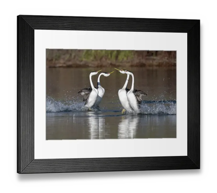 Framed Print : Western grebe (Aechmophorus occidentalis) two pairs pass each other as both engage in courtship display called Rush Ceremony, Lake John, Colorado, USA, May Framed Print : Western grebe (Aechmophorus occidentalis) two pairs pass each other as both engage in courtship display called Rush Ceremony, Lake John, Colorado, USA, May