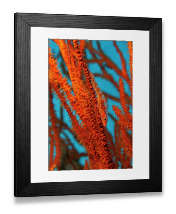Framed Print : Black coral goby (Bryaninops tigris) resting on Black coral (Antipatharian sp.), Hawaii, Pacific Ocean Framed Print : Black coral goby (Bryaninops tigris) resting on Black coral (Antipatharian sp.), Hawaii, Pacific Ocean