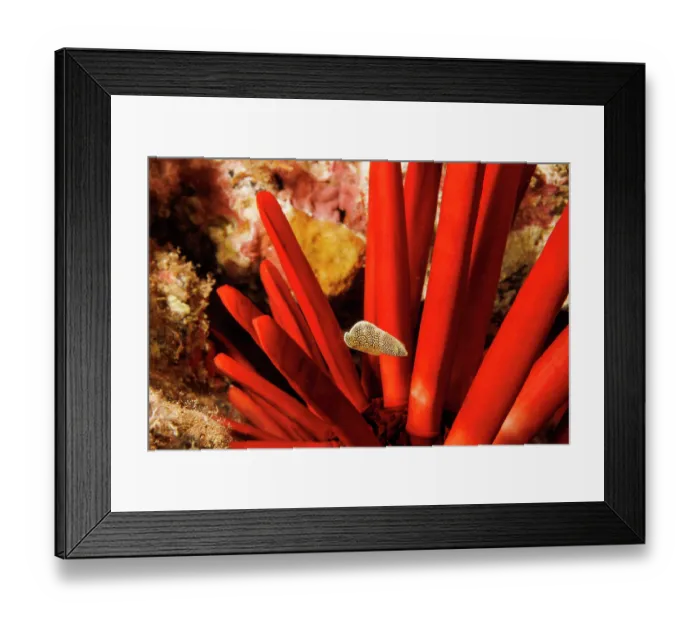 Framed Print : Psychedelic wrasse (Anampses chrysocephalus) juvenile swimming in reef, with Slate pencil sea urchin (Heterocentrotus mammillatus) behind, Hawaii, Pacific Ocean Framed Print : Psychedelic wrasse (Anampses chrysocephalus) juvenile swimming in reef, with Slate pencil sea urchin (Heterocentrotus mammillatus) behind, Hawaii, Pacific Ocean