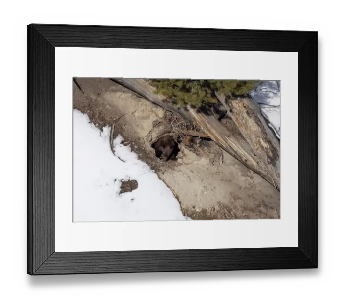 Framed Print : Black bear (Ursus americanus) cub emerging from its winter den to grab a bite of snow for moisture, Yellowstone National Park, Wyoming, USA, February Framed Print : Black bear (Ursus americanus) cub emerging from its winter den to grab a bite of snow for moisture, Yellowstone National Park, Wyoming, USA, February