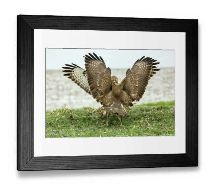 Framed Print : Two Buzzards (Buteo buteo) fighting over food, Marlborough Downs, Wiltshire, UK. December Framed Print : Two Buzzards (Buteo buteo) fighting over food, Marlborough Downs, Wiltshire, UK. December