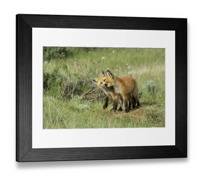 Framed Print : Red fox (Vulpes vulpes) cubs playing above den in prairie grassland, Colorado, USA, June Framed Print : Red fox (Vulpes vulpes) cubs playing above den in prairie grassland, Colorado, USA, June