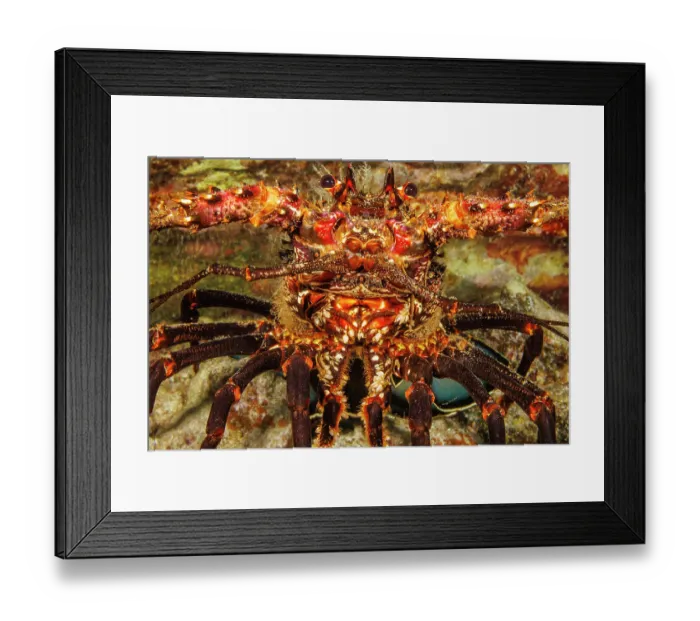 Framed Print : Banded spiny lobster (Panulirus marginatus) resting on reef with Parasitic barnacles (Paralepas sp.) around mouth, Hawaii, Pacific Ocean Framed Print : Banded spiny lobster (Panulirus marginatus) resting on reef with Parasitic barnacles (Paralepas sp.) around mouth, Hawaii, Pacific Ocean