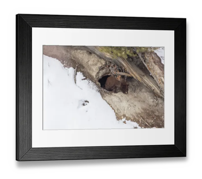 Framed Print : Black bear (Ursus americanus) cub emerging from its winter den to grab a bite of snow for moisture, Yellowstone National Park, Wyoming, USA, February Framed Print : Black bear (Ursus americanus) cub emerging from its winter den to grab a bite of snow for moisture, Yellowstone National Park, Wyoming, USA, February