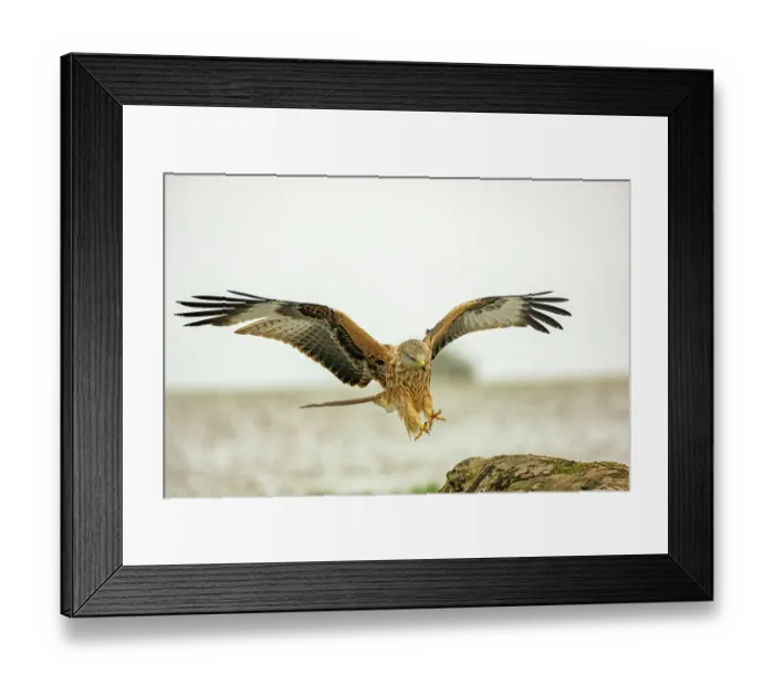 Framed Print : Red kite (Milvus milvus) coming in to land on fallen tree, Marlborough Downs, Wiltshire, UK. December Framed Print : Red kite (Milvus milvus) coming in to land on fallen tree, Marlborough Downs, Wiltshire, UK. December