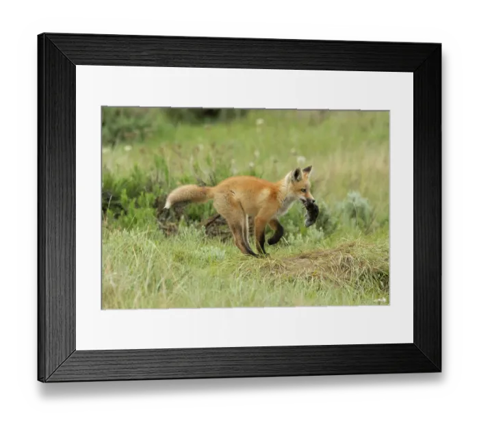 Framed Print : Red fox (Vulpes vulpes) cub carrying dead Western meadow vole (Microtus drummondii) that parent brought to den, whilst running through prairie, Colorado, USA, June Framed Print : Red fox (Vulpes vulpes) cub carrying dead Western meadow vole (Microtus drummondii) that parent brought to den, whilst running through prairie, Colorado, USA, June