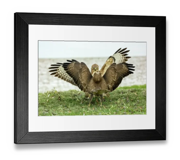 Framed Print : Two Buzzards (Buteo buteo) fighting over food, Marlborough Downs, Wiltshire, UK. December Framed Print : Two Buzzards (Buteo buteo) fighting over food, Marlborough Downs, Wiltshire, UK. December