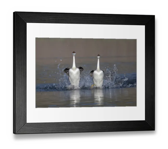 Framed Print : Western grebe (Aechmophorus occidentalis) pair running across water in courtship display called a Rush Ceremony, Lake John, Colorado, USA, May Framed Print : Western grebe (Aechmophorus occidentalis) pair running across water in courtship display called a Rush Ceremony, Lake John, Colorado, USA, May
