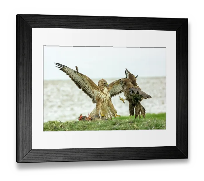 Framed Print : RF - Two Buzzards (Buteo buteo) fighting over food, Marlborough Downs, Wiltshire, UK. December. (This image may be licensed either as rights managed or royalty free.) Framed Print : RF - Two Buzzards (Buteo buteo) fighting over food, Marlborough Downs, Wiltshire, UK. December. (This image may be licensed either as rights managed or royalty free.)