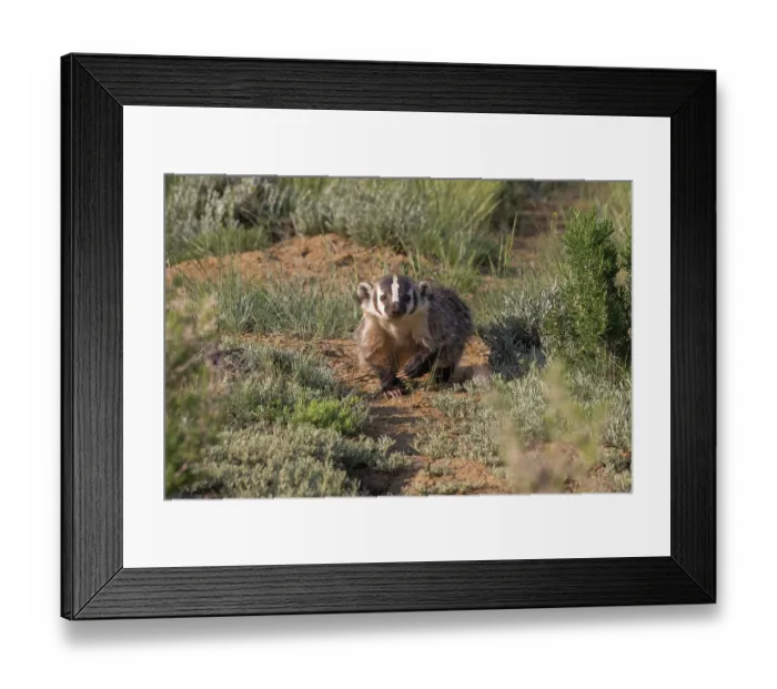 Framed Print : American badger (Taxidea taxus) walking down game trail through steppe upland, Arapaho National Wildlife Refuge, Colorado, USA, June Framed Print : American badger (Taxidea taxus) walking down game trail through steppe upland, Arapaho National Wildlife Refuge, Colorado, USA, June