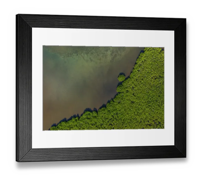 Framed Print : Aerial view of a dense mangrove forest fringing the coastline of Ovalau Island, Lomaiviti Group, Fiji. December, 2019 Framed Print : Aerial view of a dense mangrove forest fringing the coastline of Ovalau Island, Lomaiviti Group, Fiji. December, 2019
