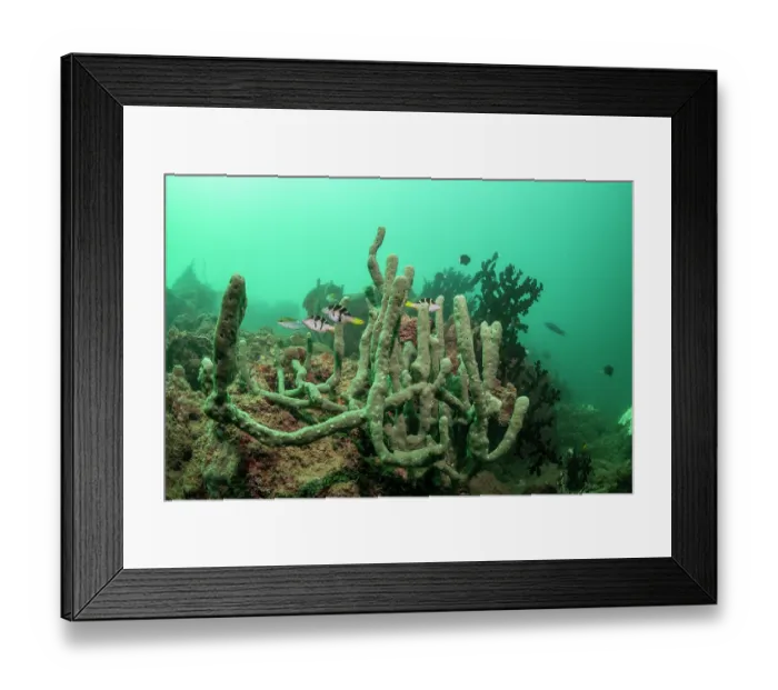 Framed Print : Three Mimic filefish (Paraluteres prionurus) hiding among a green unidentified sponge in the turbid waters adjacent to Suva Habrour, one of the busiest industrial ports in Fiji Framed Print : Three Mimic filefish (Paraluteres prionurus) hiding among a green unidentified sponge in the turbid waters adjacent to Suva Habrour, one of the busiest industrial ports in Fiji