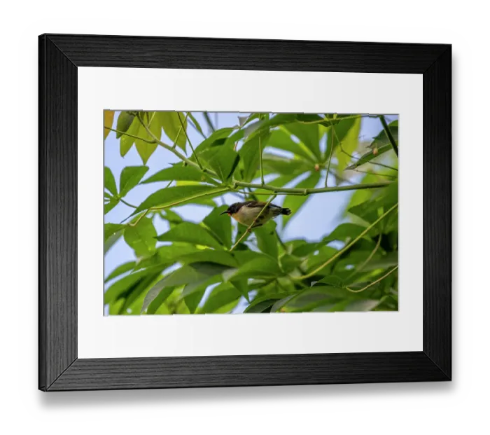 Framed Print : Orange-breasted myzomela (Myzomela jugularis) female, perched in a tree, Namosi Proince, Fiji Framed Print : Orange-breasted myzomela (Myzomela jugularis) female, perched in a tree, Namosi Proince, Fiji