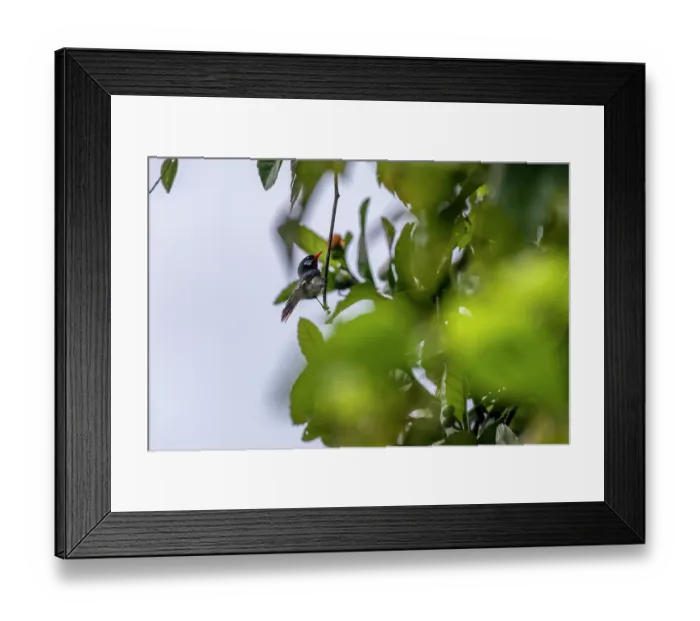 Framed Print : Chestnut-throated flycatcher (Myiagra castaneigularis whitneyi) perched in tree, Namosi Province, Viti Levu, Fiji Framed Print : Chestnut-throated flycatcher (Myiagra castaneigularis whitneyi) perched in tree, Namosi Province, Viti Levu, Fiji