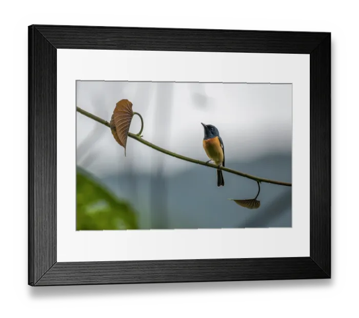 Framed Print : Vanikoro flycatcher (Myiagra vanikorensis) male, perched on a vine, Namosi Province, Viti Levu, Fiji Framed Print : Vanikoro flycatcher (Myiagra vanikorensis) male, perched on a vine, Namosi Province, Viti Levu, Fiji