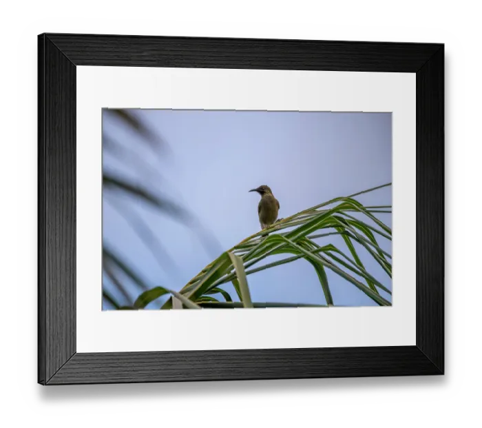 Framed Print : Western wattled-honeyeater (Foulehaio procerior) perched on Palm leaf, Namosi Province, Viti Levu, Fiji Framed Print : Western wattled-honeyeater (Foulehaio procerior) perched on Palm leaf, Namosi Province, Viti Levu, Fiji