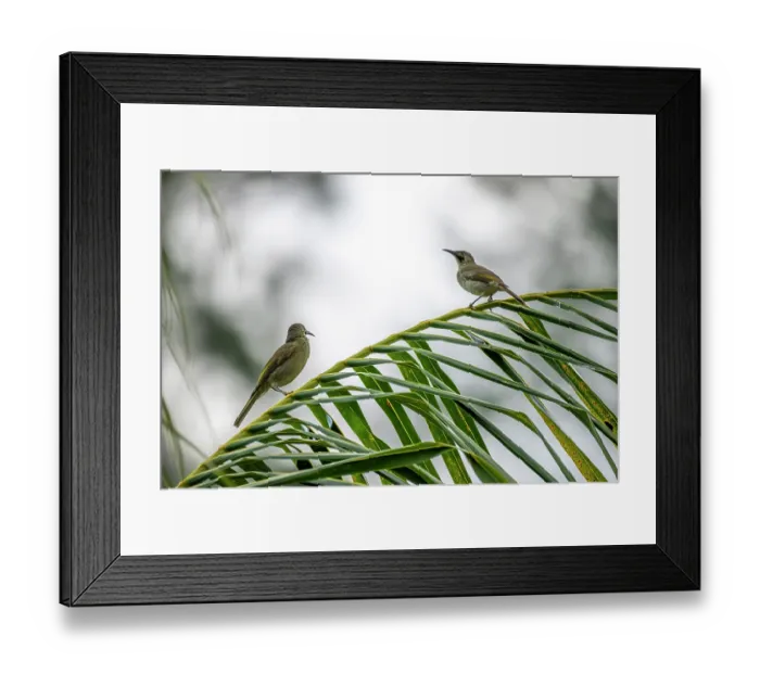 Framed Print : Two Western wattled-honeyeaters (Foulehaio procerior) perched on Palm leaf, Namosi Province, Viti Levu, Fiji Framed Print : Two Western wattled-honeyeaters (Foulehaio procerior) perched on Palm leaf, Namosi Province, Viti Levu, Fiji